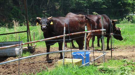 自家製堆肥による土づくり